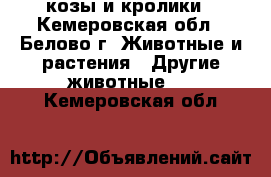 козы и кролики - Кемеровская обл., Белово г. Животные и растения » Другие животные   . Кемеровская обл.